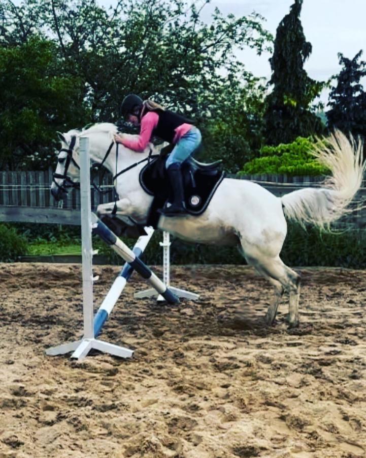 Fewo Im Reit- Und Ponyparadies Roos Halle  Extérieur photo