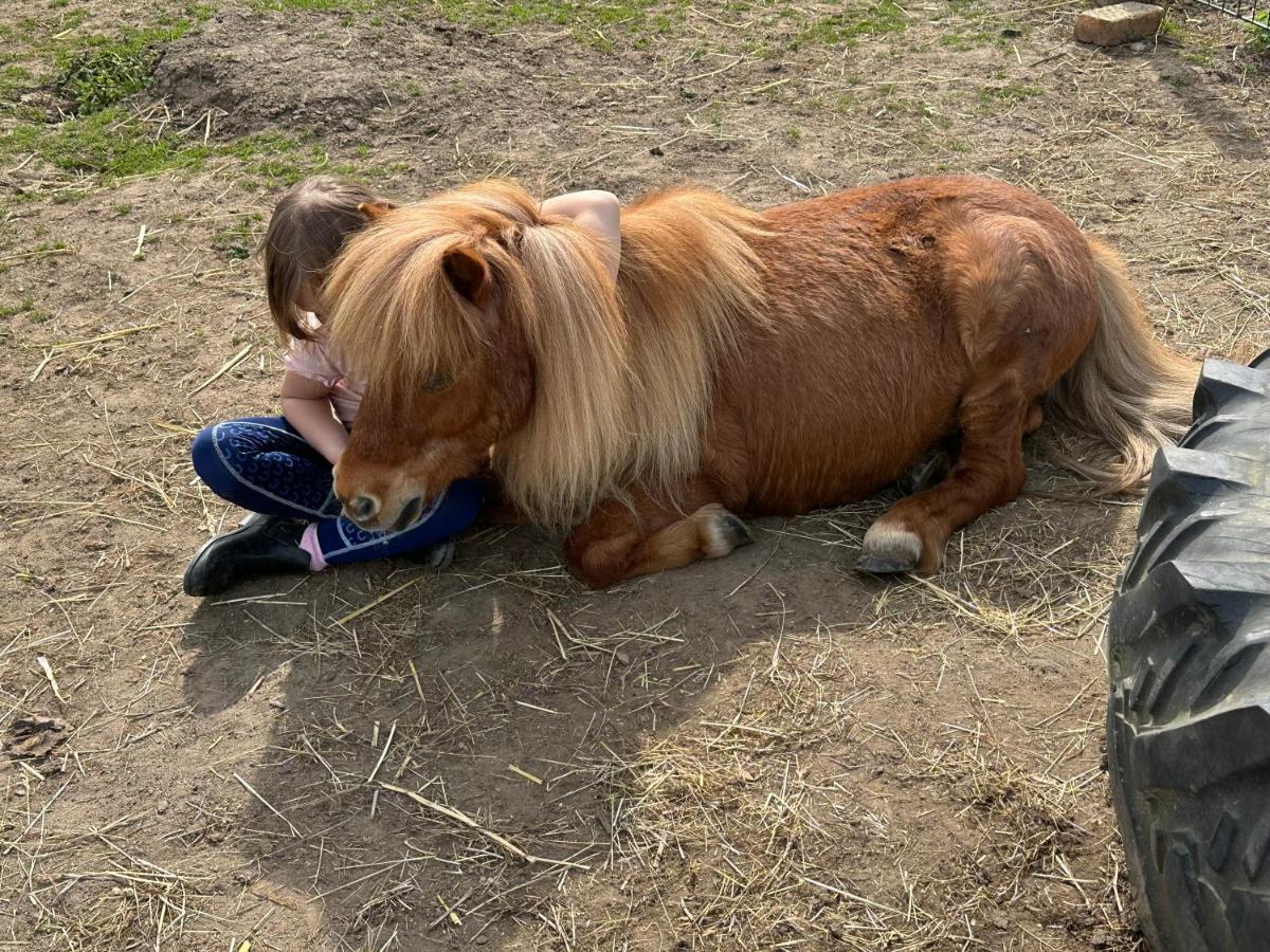 Fewo Im Reit- Und Ponyparadies Roos Halle  Extérieur photo