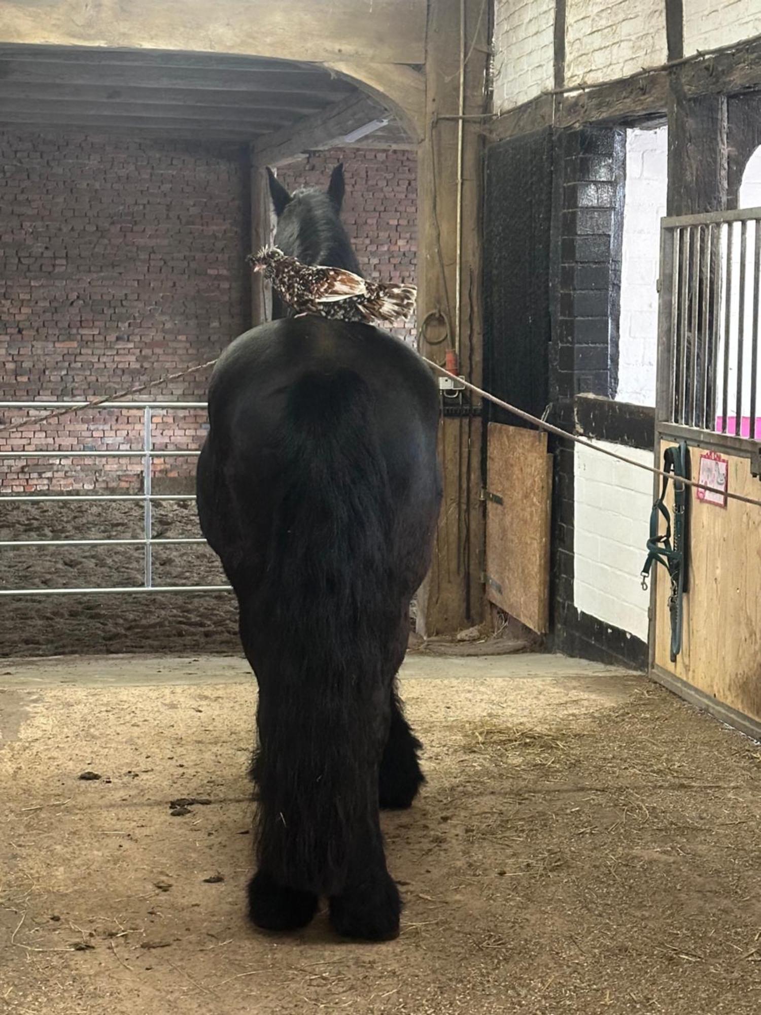 Fewo Im Reit- Und Ponyparadies Roos Halle  Extérieur photo